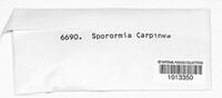 Sporormia carpinea image